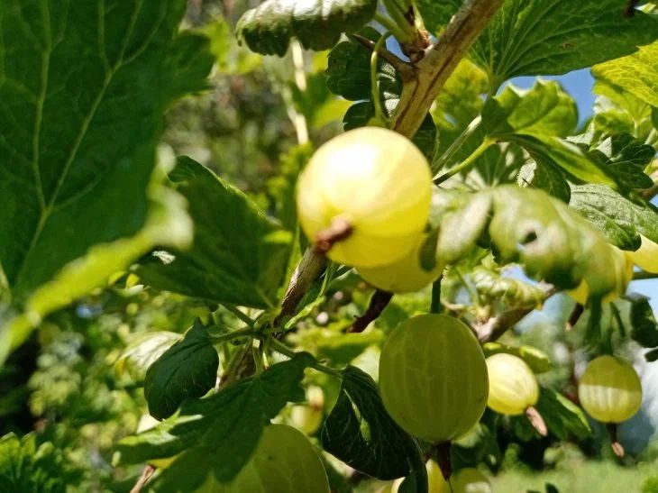 Ягодники в июне: как получить ведро урожая с куста