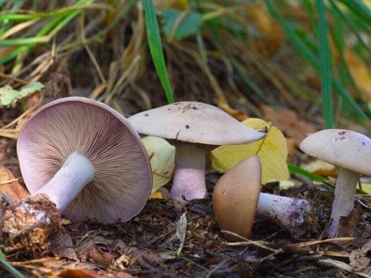     :    