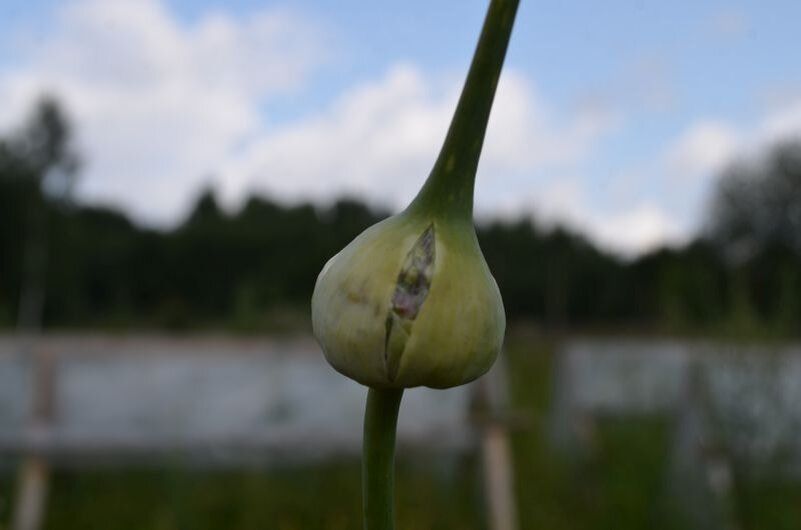 7    :      