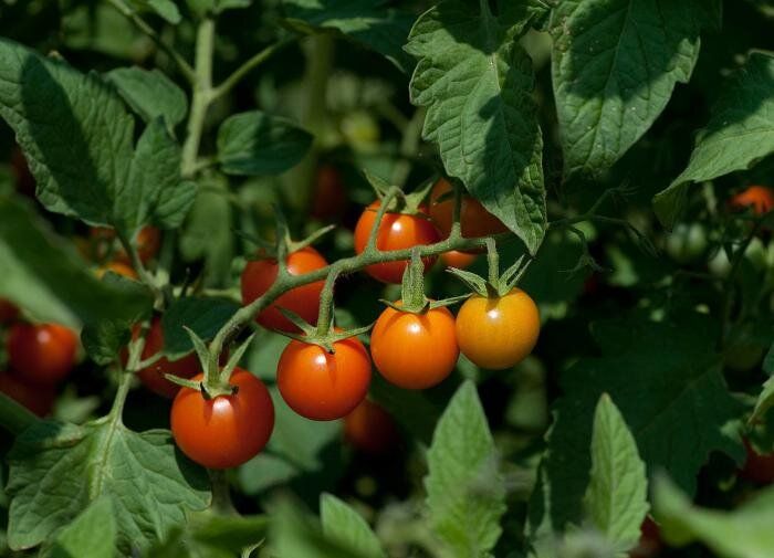 Как вырастить сладкие помидоры: секреты идеального урожая