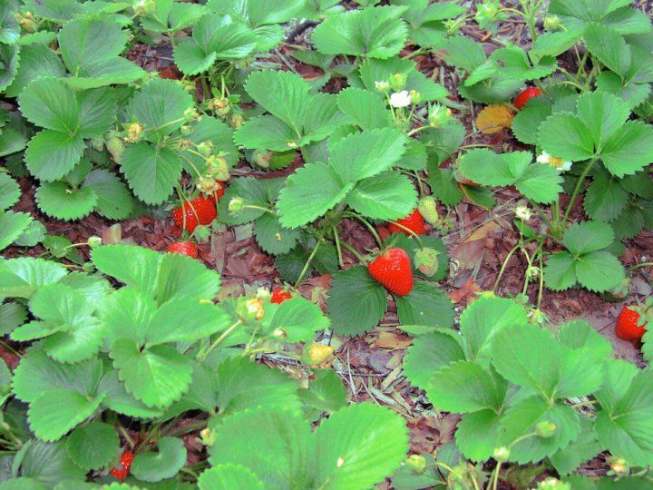 Секреты ухода за клубникой: как получить сочные и крупные ягоды в сезоне 2025 года