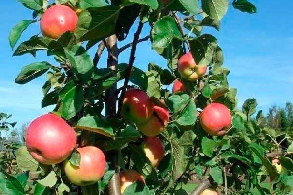 Яблоня Солнышко: особенности, подвиды и уход за вкусными фруктами