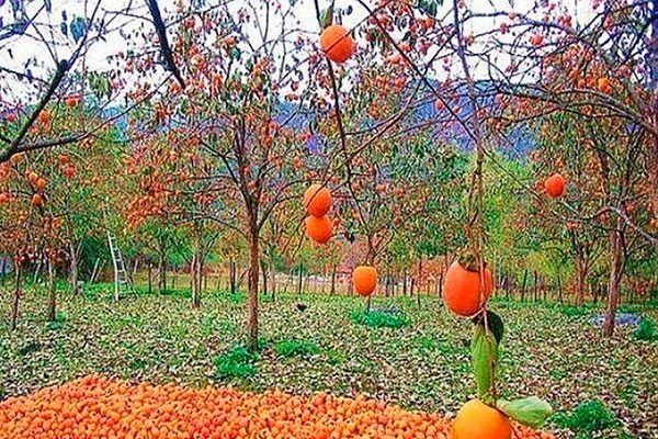 Хурма Персимон: сладкий безсемянный фрукт, завоевывающий садоводов