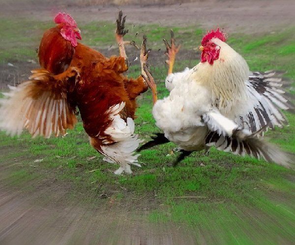 Конфликты в жизни: предвестники и способы избежать их