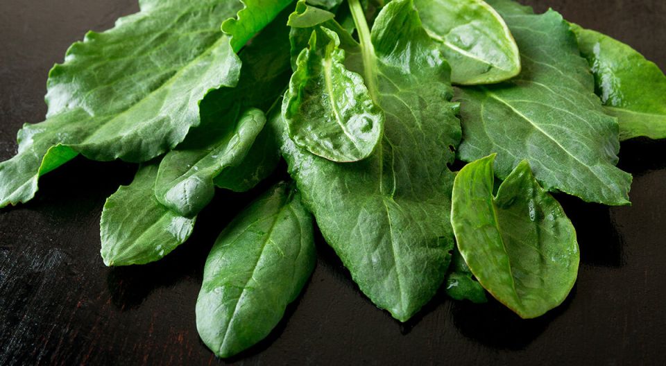 Шпинат против щавеля: разбор отличий и кулинарные секреты