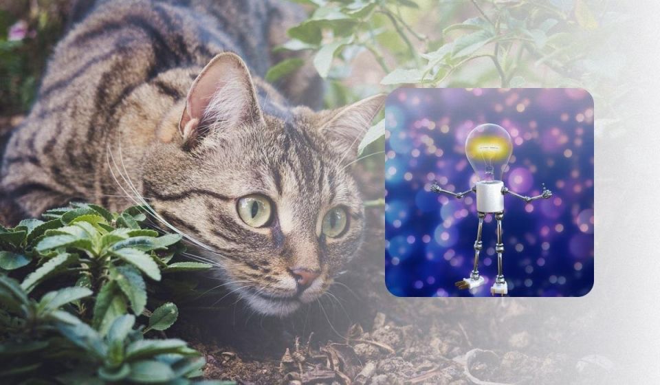 Простой и эффективный способ отпугнуть кошек от вашего сада