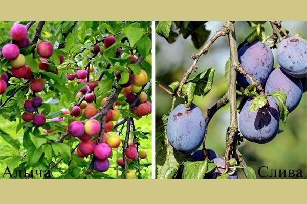 Алыча и слива: Как отличить и можно ли сажать рядом?