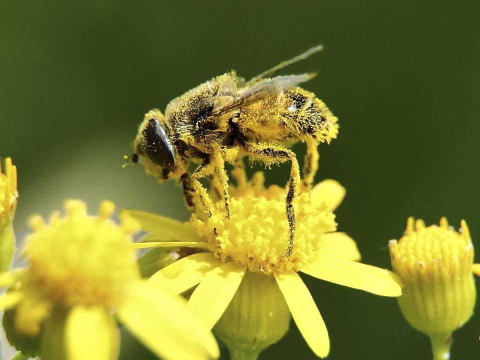 Как природные защитники помогают сохранить комфорт в саду
