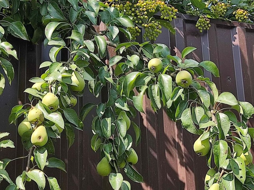 Соседские груши и сливы: что говорит закон?