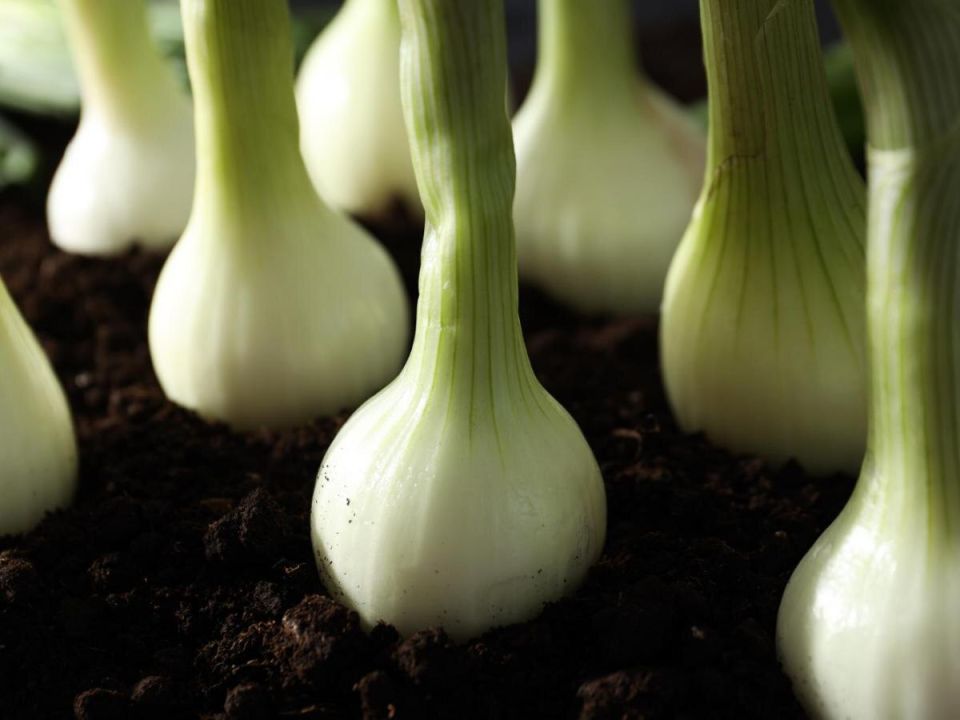 Секреты успешного сбора урожая лука: как не упустить момент