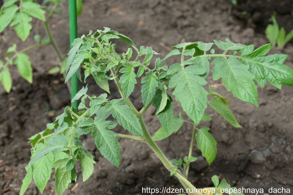 Как правильно подкармливать томаты: секреты успешного урожая