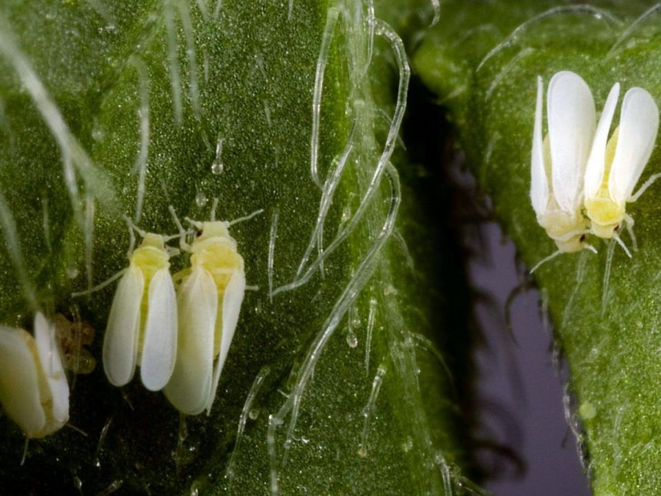 Пора действовать: как защитить теплицу от белокрылки в 2025 году