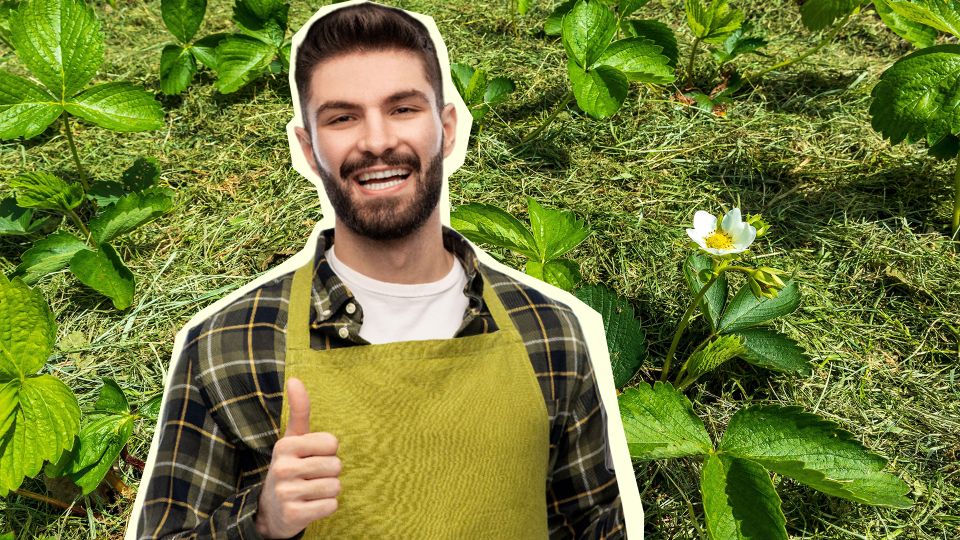 Успейте сделать вот что, пока цветет клубника: соседи позавидуют урожаю