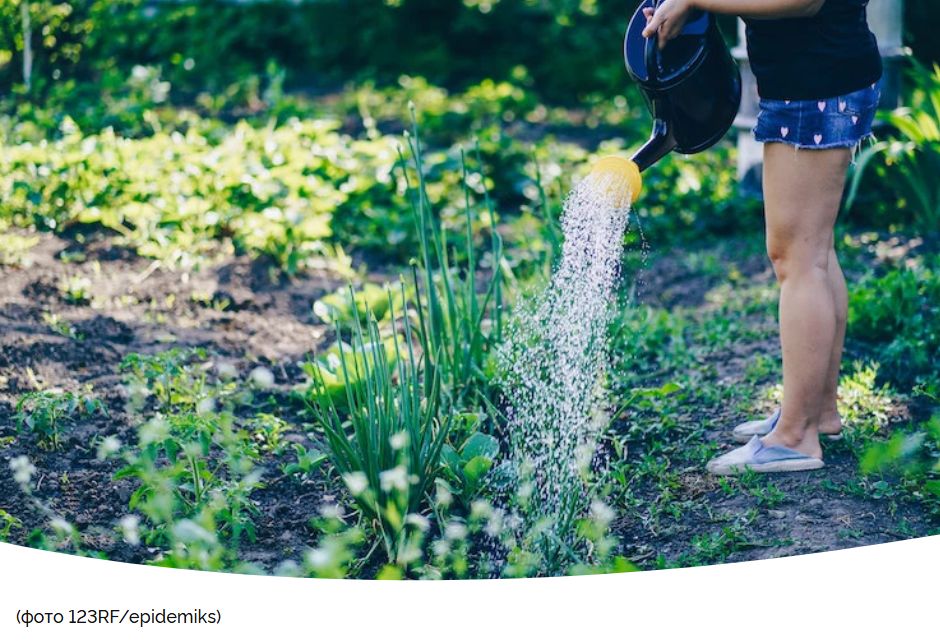 Летний зной: как правильно поливать огород, чтобы сохранить урожай