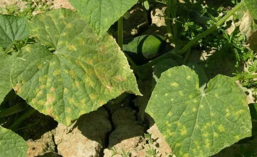 Ложная мучнистая роса на огурцах: как защитить урожай от пероноспороза
