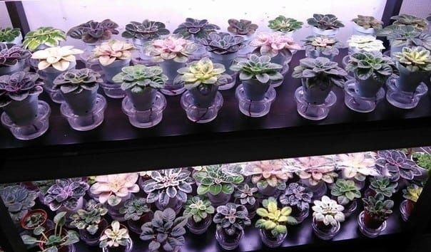 Фитильный полив: как забота о растениях становится простой и удобной