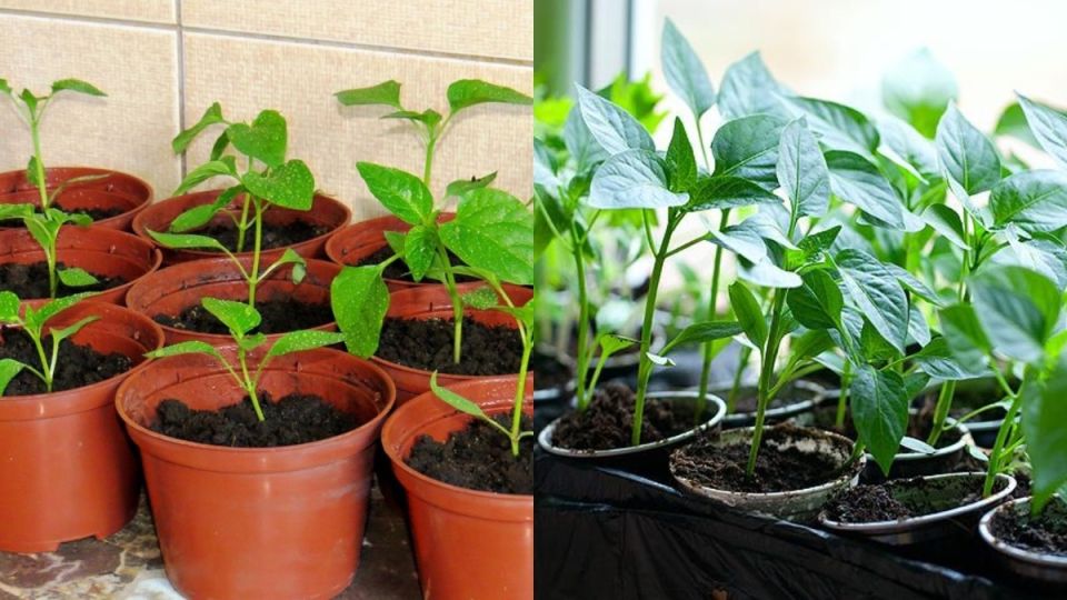 Качественная рассада перца: от выбора семян до крепких растений