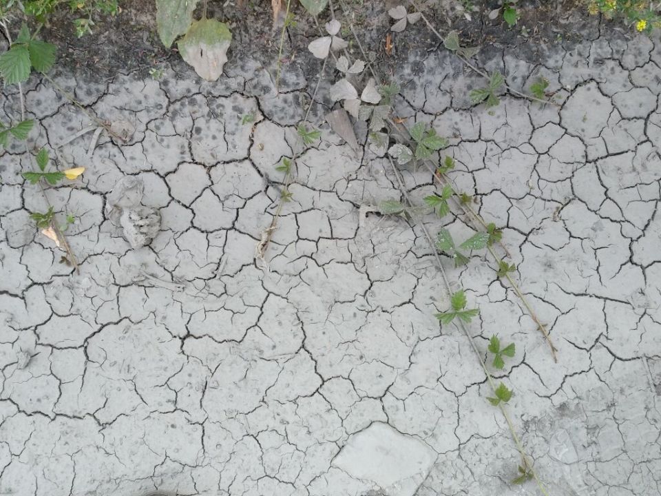 Когда жара нарастает: секреты полива вашего огорода и теплицы