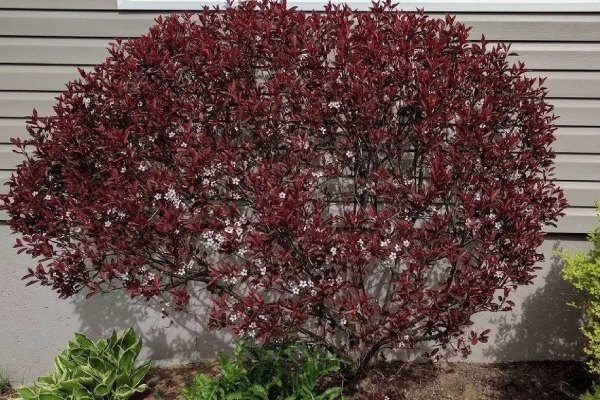 Как заботиться о сливе Цистена для обильного урожая