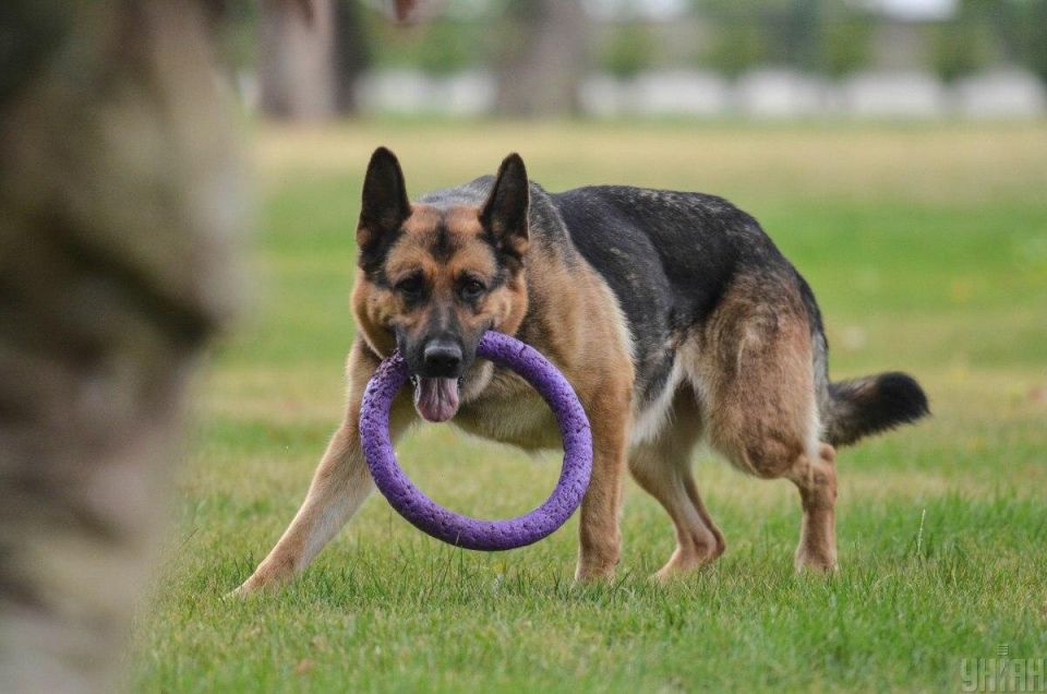 Топ-3 собачьих пород, которые не подойдут новичкам