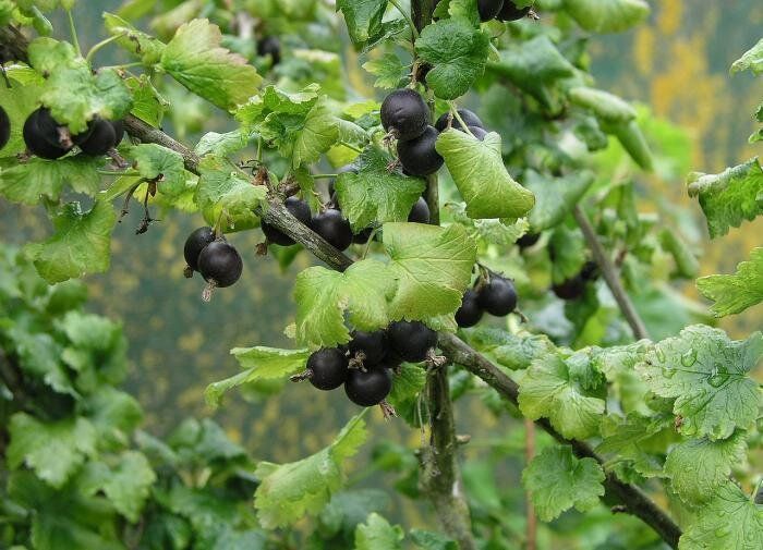 Йошта: советы по уходу для богатого урожая