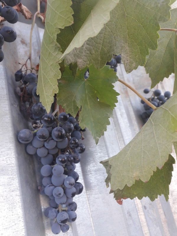 Сохранение виноградной лозы зимой: секреты для садоводов