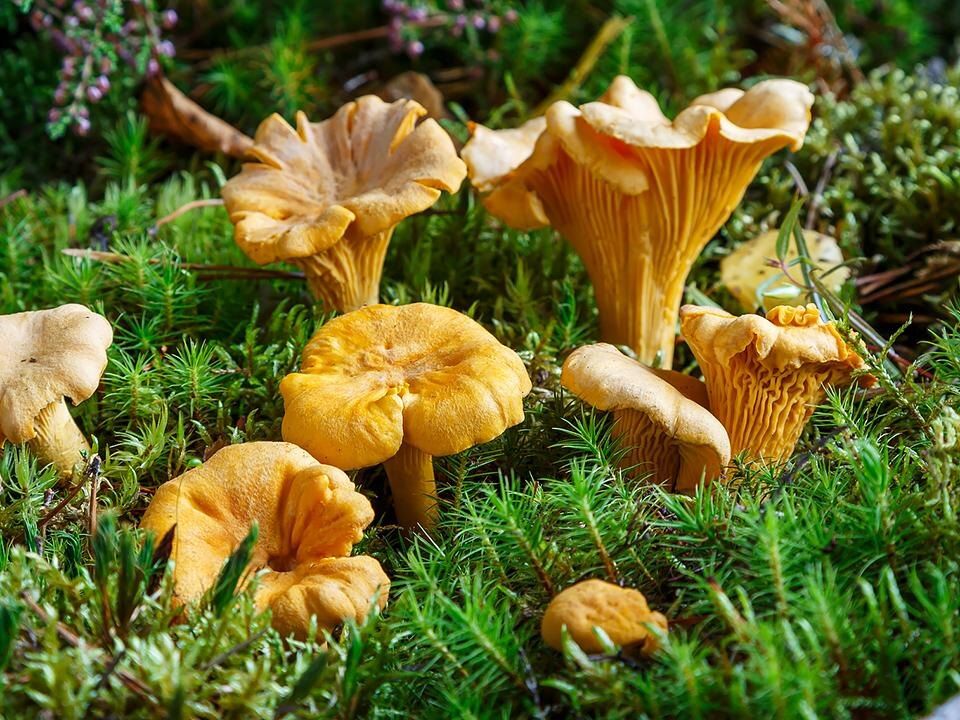 Лисички в Подмосковье: сезон, который не заканчивается даже в октябре