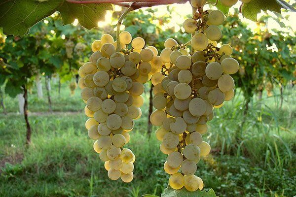 Виноград Глера: восхитительный сорт с историей и уникальными качествами
