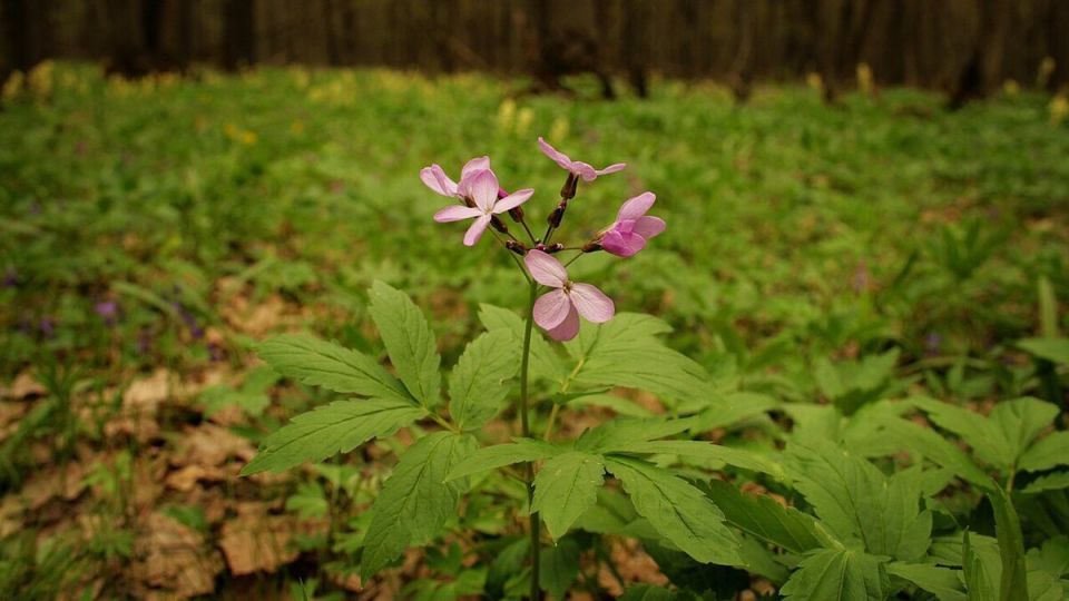 Зубянка: целебное растение, меняющее представление о здоровье