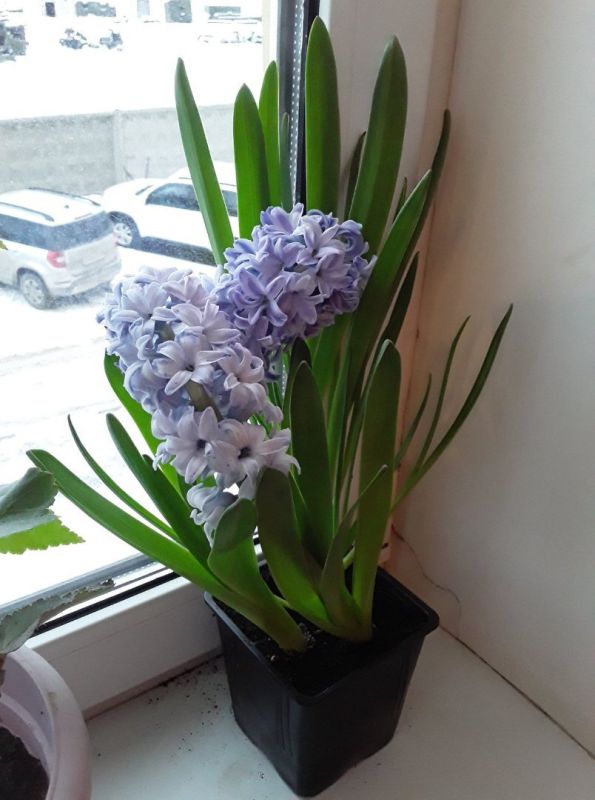 Как гиацинты помогают создать весеннее настроение в холодную зиму