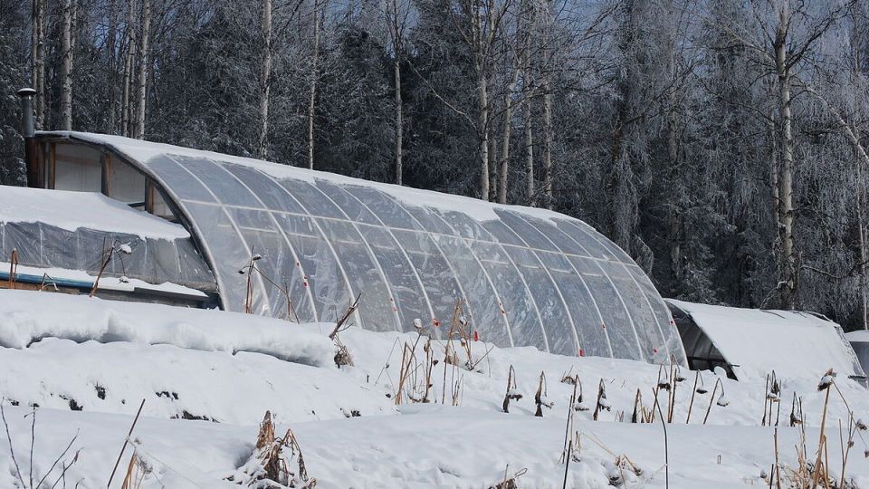 Снег и теплицы: как защитить свою оранжерею от зимних неприятностей