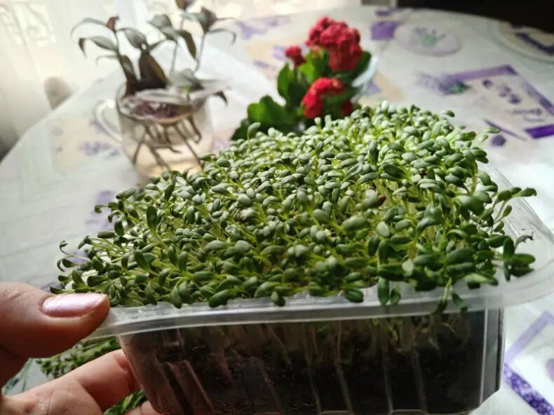 Рекомендации по хранению чеснока и защите сада