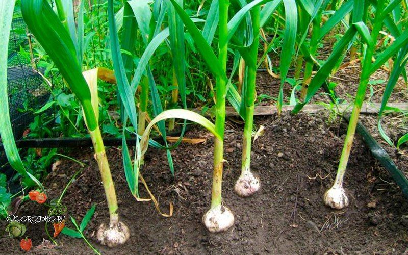 Как добиться богатого урожая чеснока: секреты правильного удобрения