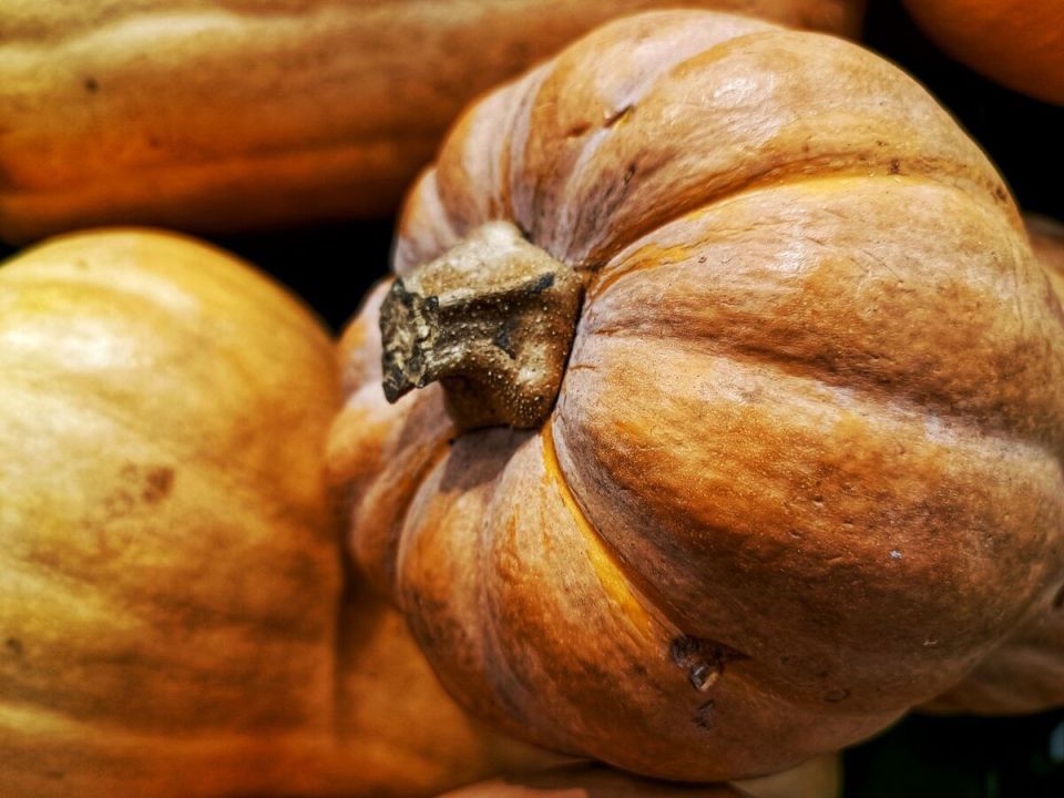 Лучшие сорта тыквы для зимнего хранения: важные советы