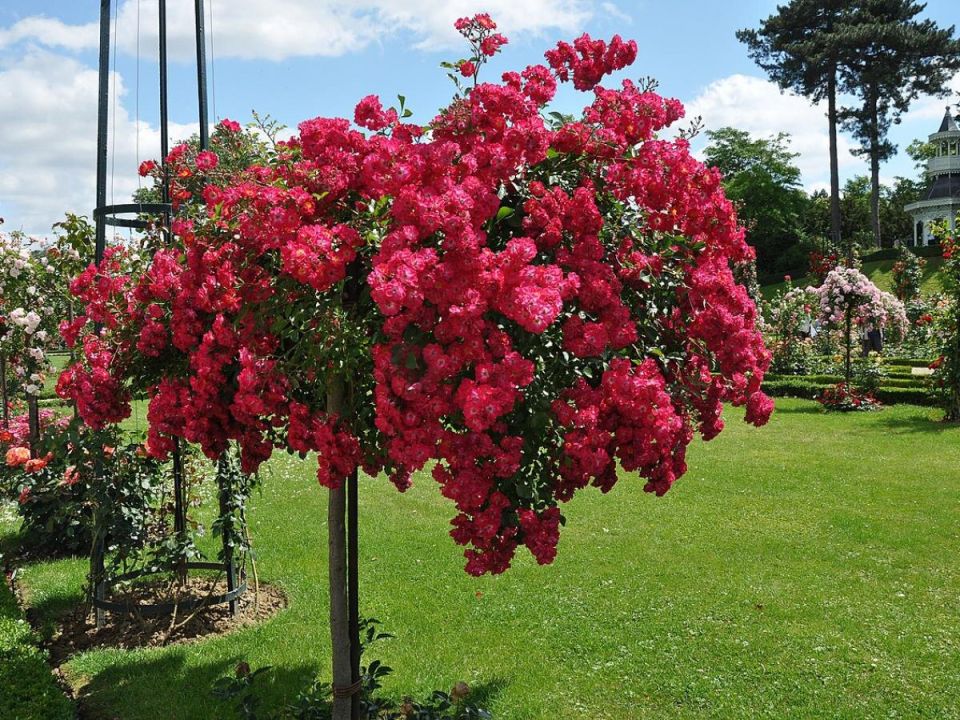 Польза яичной скорлупы для ваших роз