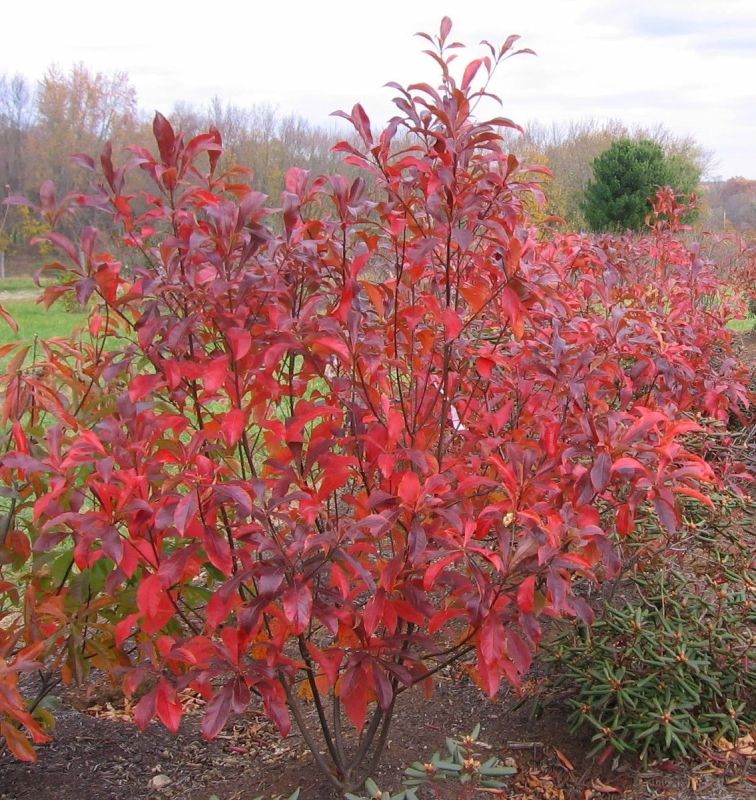 Франклиния: Дерево, спасенное от исчезновения, но ставшее пленником садов