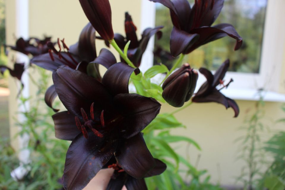 Чёрный цвет: символ перемен и новых тенденций