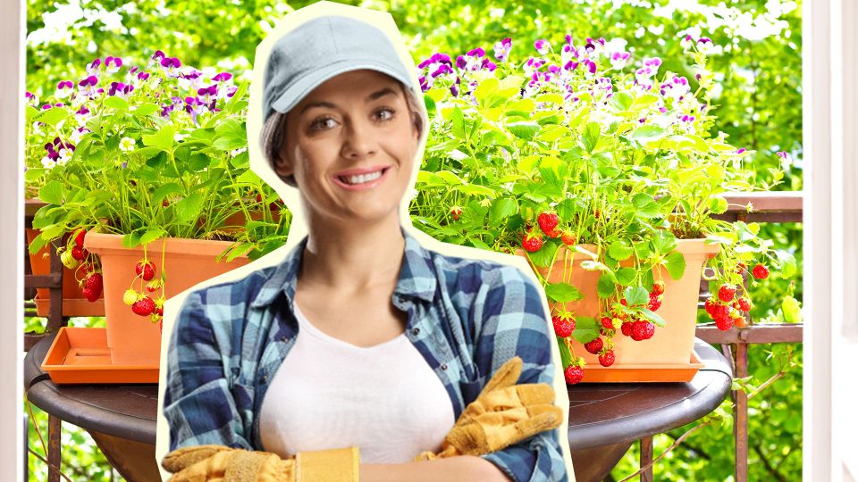 Клубнику будете собирать до самых заморозков: и дача вам не нужна