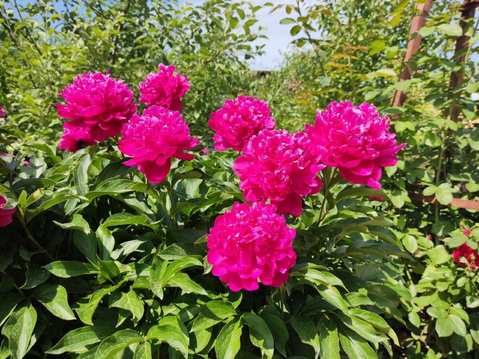 Хроники июня: цветущий сад и неожиданные замены