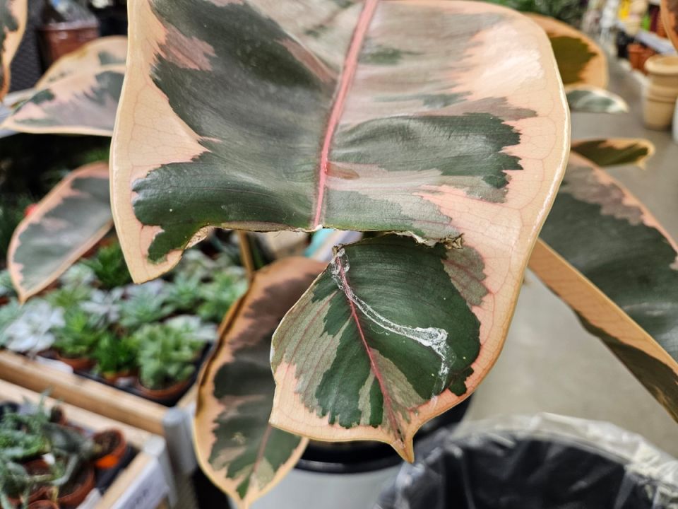 Чего не стоит касаться в магазине растений: неожиданные риски и полезные советы