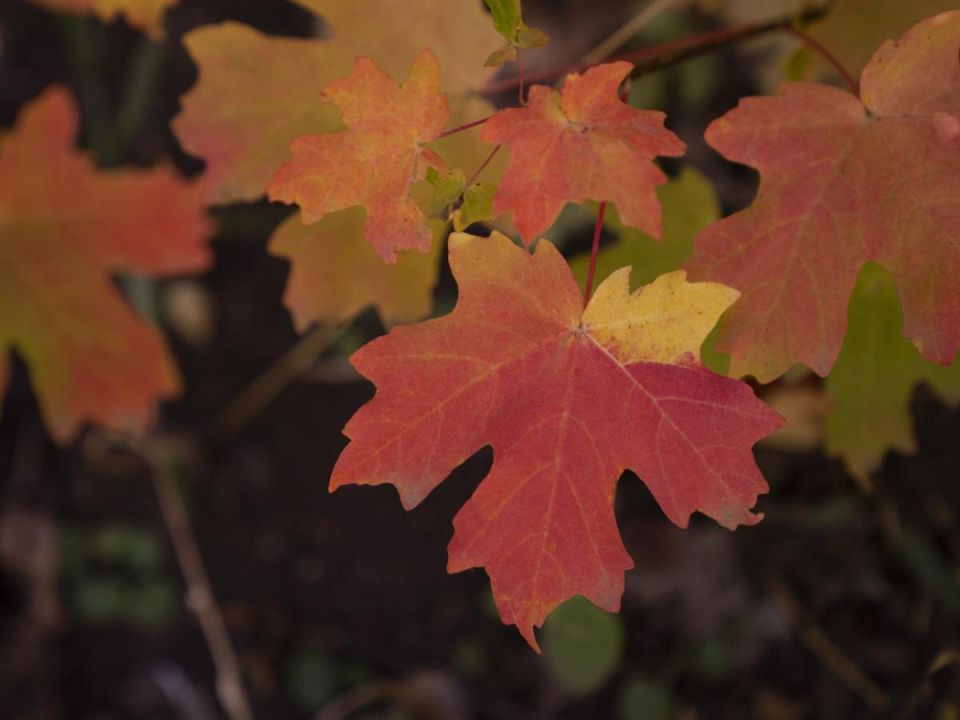 Как победить клён: советы по борьбе с агрессивным растением