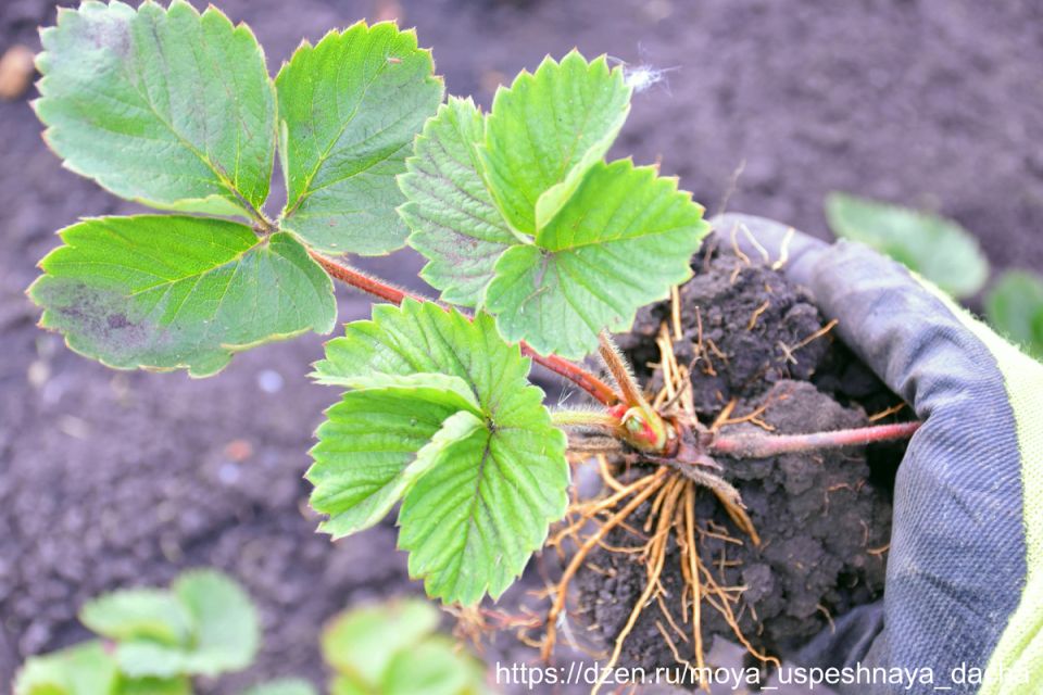 Как создать идеальные условия для клубники: секреты успешной посадки