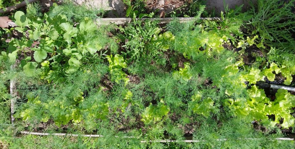 Садоводство без напряжения: секреты практичного дачника