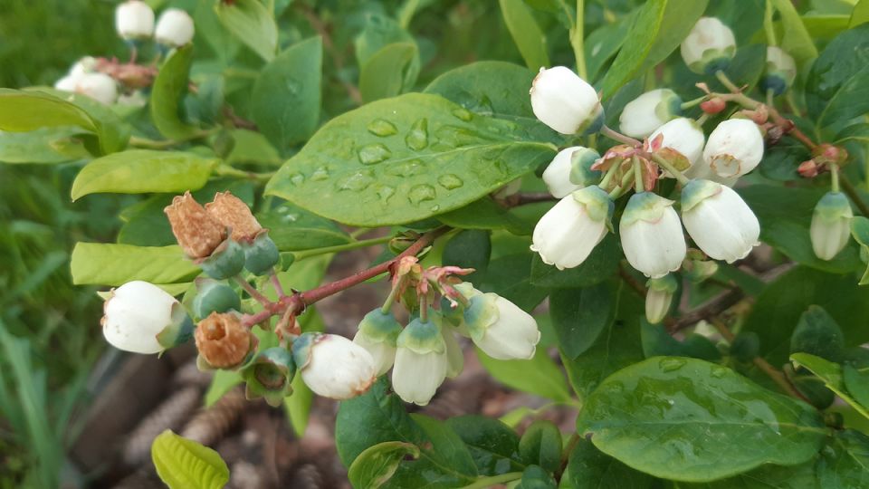 Первые ягоды голубики: какой сорт стал настоящим фаворитом?