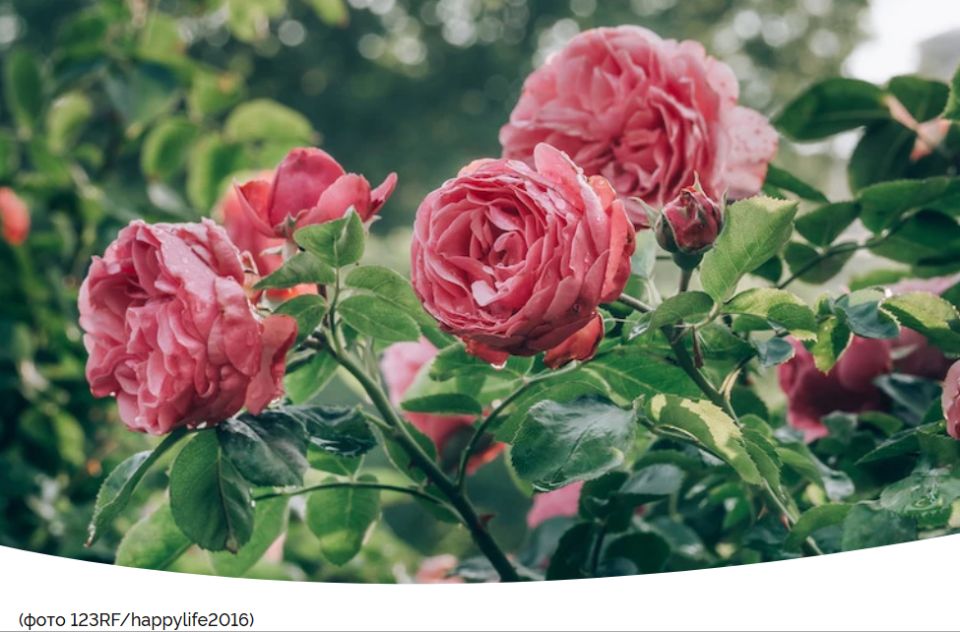 Как правильно укрывать розы на зиму: советы по подготовке и уходу