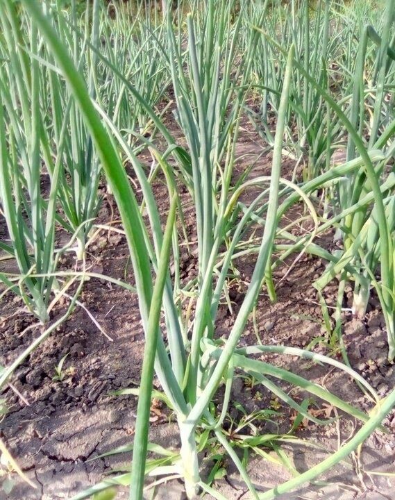 Неправильная подготовка почвы для озимого лука: какие ошибки стоит избежать