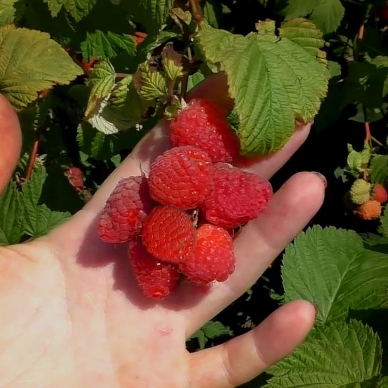 Осенняя обрезка ягодных кустарников