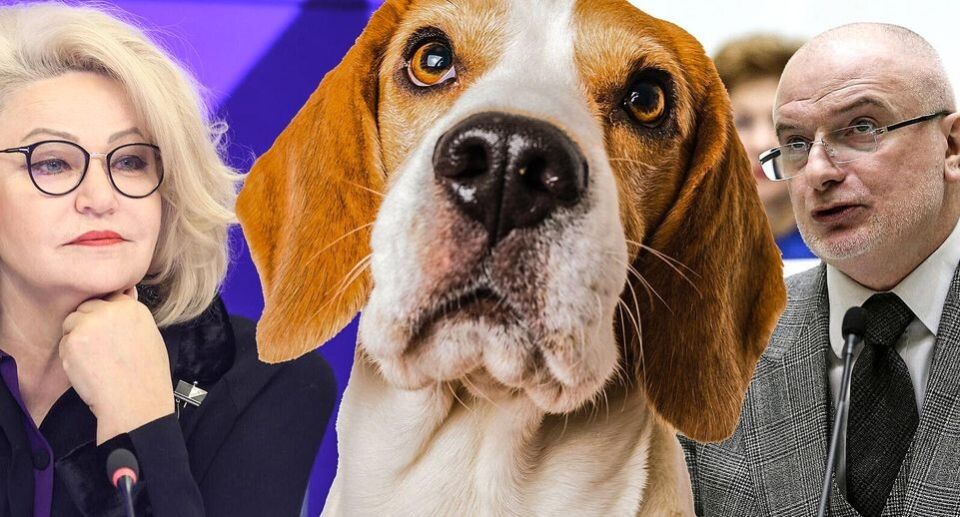 Собак в кафе: новые дебаты в Госдуме о запрете домашних животных в общественных местах