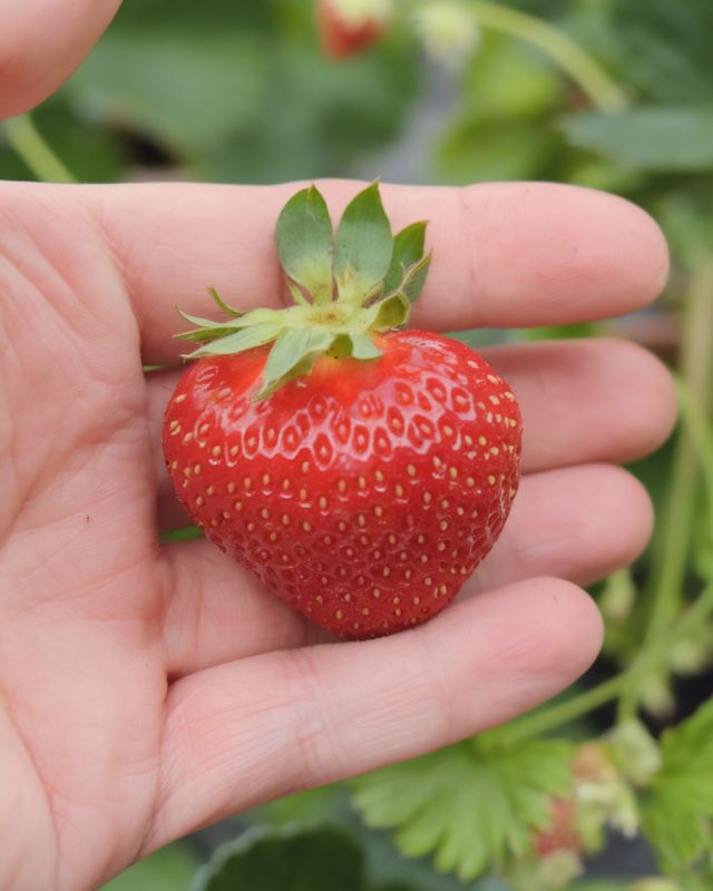 Как спасти клубнику от усыхания: советы опытных садоводов