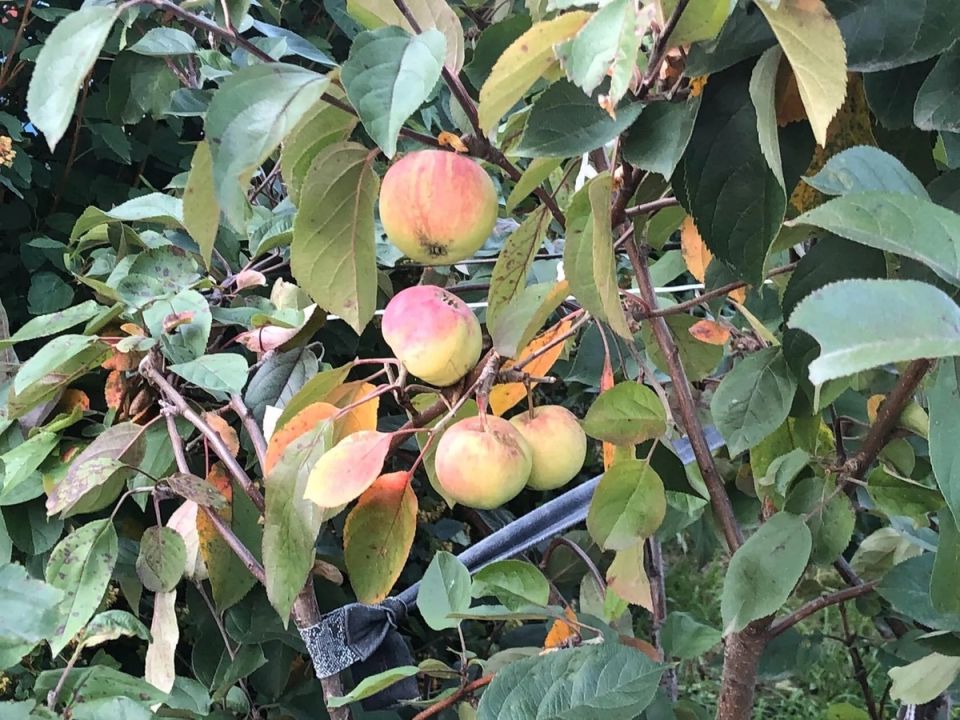 Осенний уход за яблонями: секреты богатого урожая